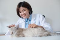 Hoe weet ik of mijn kat ziek is?